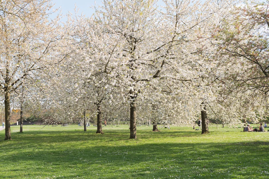 A park scene featuring a row of blooming cherry blossom trees with white and pale pink flowers cascading over their dark brown branches. The trees are set against a bright, sunny sky, illuminating the