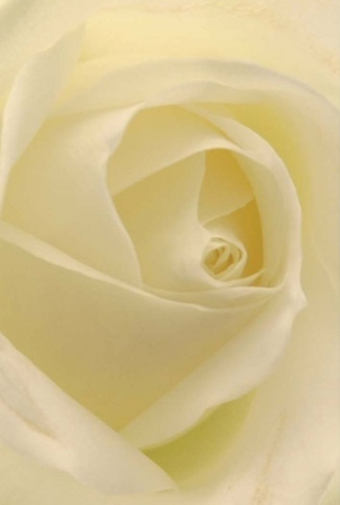 Gazing closely at this traditional white rose, you are drawn into a scene of tranquility and refinement, reminiscent of a stroll through the gardens of Morden Hall. Each petal blends seamlessly from cool white to soft cream, layered expertly to create the illusion of inner radiance. The petals' matte, creamy texture catches the filtered daylight, creating subtle highlights and shaded folds that suggest a flower illuminated from within. Such near-perfection is the result of years of local florist experience-visible in every spiral and thoughtful arrangement by Flowers Merton. The rose is universal in its purpose-a token of love, a gentle apology, or a timeless centerpiece for a wedding reception in Raynes Park. Its core suggests resilience beneath beauty; its outer petals, a fragile elegance that enhances the sincerity behind every occasion. An undercurrent of delicate fragrance seems to fill the air, underscoring the serene grace of a flower chosen for its emotional resonance and delivered with care throughout Merton.